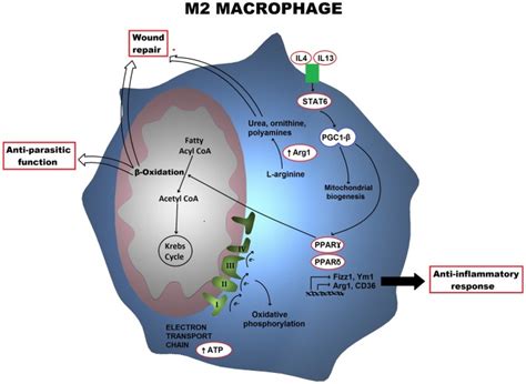 Metabolic Profile Of An M2 Macrophage Is Shown Alternatively Activated