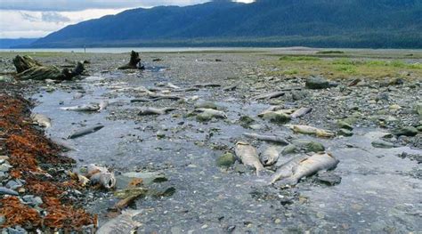 Alaska S Melting Permafrost Is Filled With Mercury Video Strange Sounds