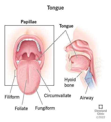 Dream interpretation,meaning of - Dreams Interpretation of Tongue ...