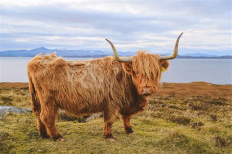 Highland Cows - Breed Profile, Facts & Photos