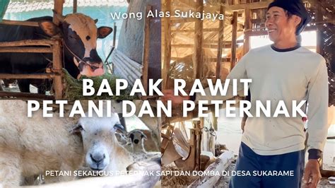 Ngobrol Bareng Petani Dan Peternak Sulit Tidak Untuk Beternak Sapi Dan