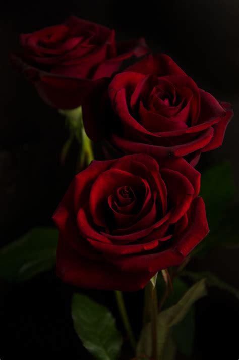 Beautiful Collection Of Red Rose Black Background Images And Videos