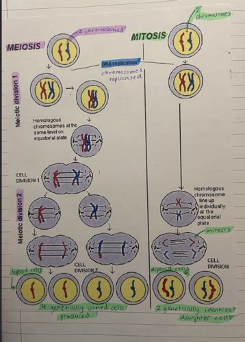 Genetics 2 Flashcards Quizlet