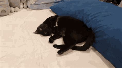 Cat Bed GIF - Cat Bed Fun - Discover & Share GIFs