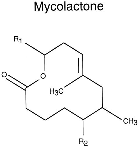 Mycolactone A Polyketide Toxin From Mycobacterium Ulcerans Required