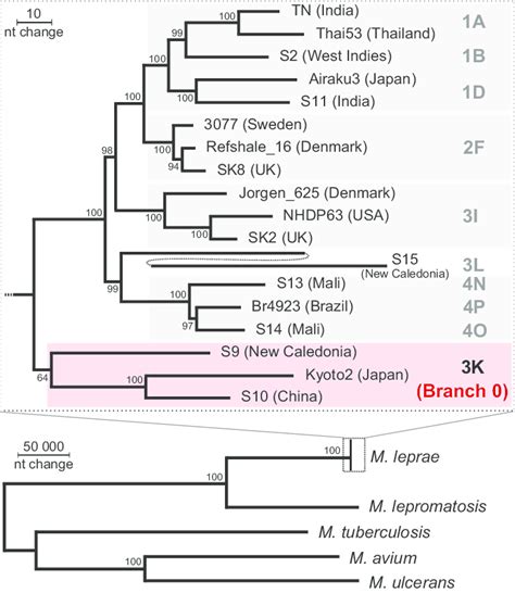 Phylogeny Of M Lepromatosis And M Leprae Strains Phylogenetic Download Scientific Diagram