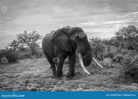 Elephant in the African Bush Stock Photo - Image of gray, land: 121878738