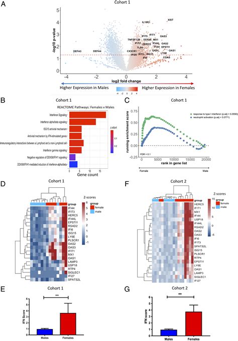 Sex Differences In Neutrophil Biology Modulate Response To Type I