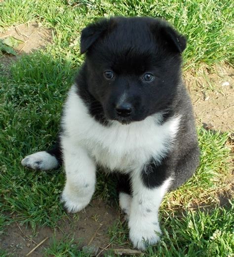 Karelian Bear Puppies - Puppy Dog Gallery