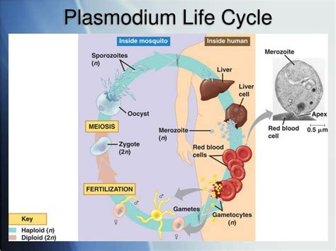 Plasmodium Asexual Life Cycle