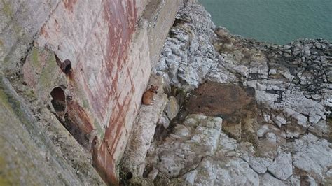 Dog Rescued By Coastguard Following Cliff Fall We Are South Devon