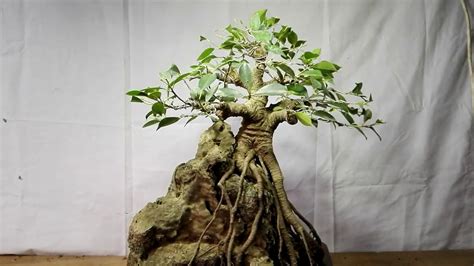 Bonsai Ficus Microcarpa On The Rock Exposed Roots Youtube