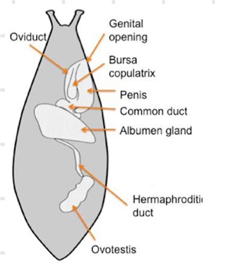 Biología De Joseleg Reproducción Reproducción Y Ciclo De Vida De Los Moluscos