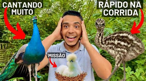 Pav O Cantando Emu Correndo Colocando Ovos Pra Chocar Aves