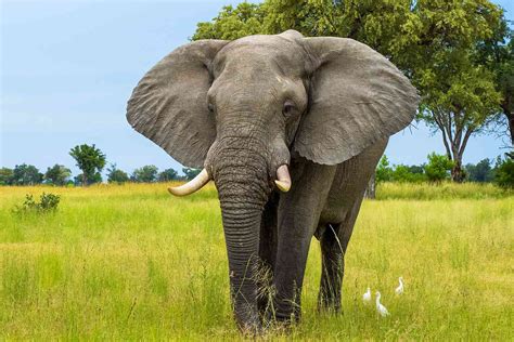 American Tourist 80 Killed By Elephant While On Safari In Zambia