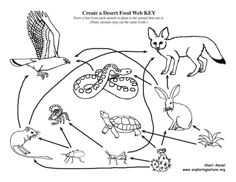 Create A Desert Food Web