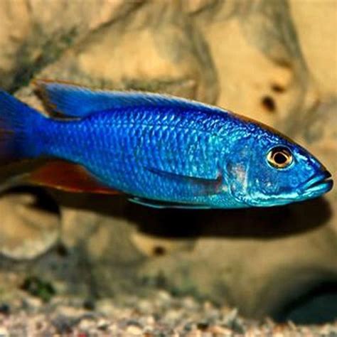 What Fish Can Live With Electric Blue Cichlids DIY Seattle