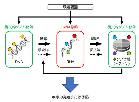 Rna修飾と代謝性疾患の関係性―生活習慣病の新たな治療法や予防法の開発に期待― 東京大学 先端科学技術研究センター