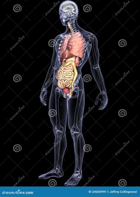 Skeleton X Ray Internal Organs Stock Illustration Illustration Of