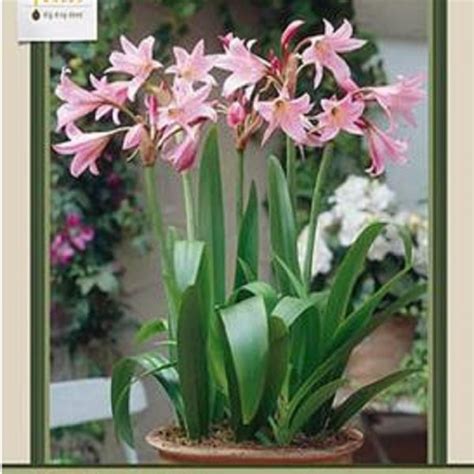 Bulb Cape Lily Rosea Ted Lare Design Build