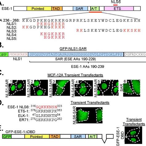 Abbreviations NLS Nuclear Localization Sequence NES Nuclear