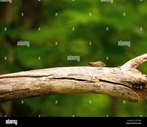 Brood X Cicada On A Tree Limb Stock Photo Alamy