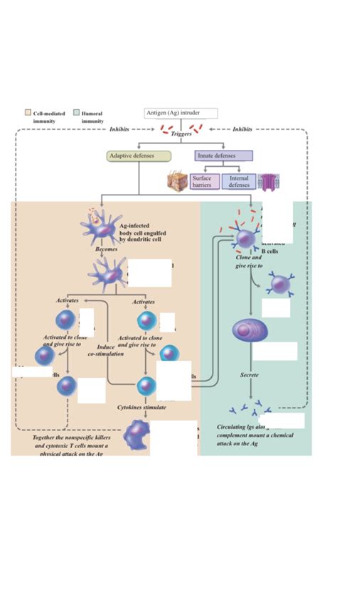 Immune response Diagram Diagram | Quizlet