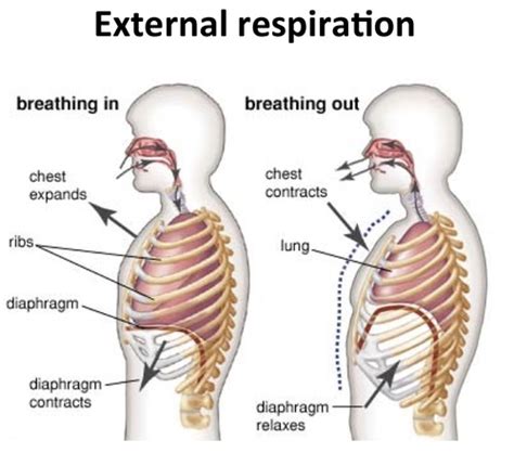 Copy The Respiratory System Part Function Paranasal Sinuses Copy