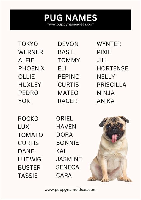 570+ Pug Names (With Meanings)