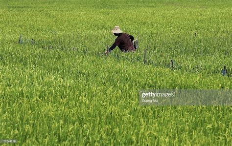 A Chinese Farmer Works At A Hybrid Rice Planting Field On June 20 News Photo Getty Images