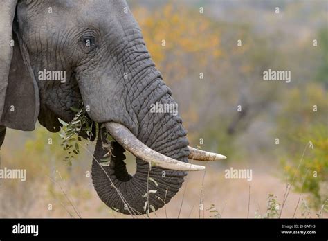 Éléphant de brousse africain Loxodonta africana ou éléphant de savane