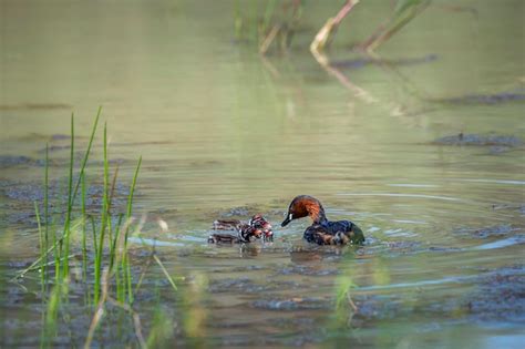 Premium Photo | View of ducks swimming in lake