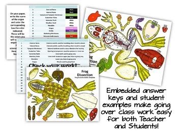 Frog Dissection Lesson Model 3D Paper Scienstructable TPT