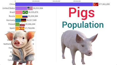 World S Largest Pigs Population Countries YouTube