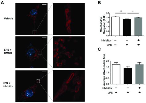 Lrrk2 Kinase Inhibitor Ameliorated Lps Induced Mitochondrial Fission In