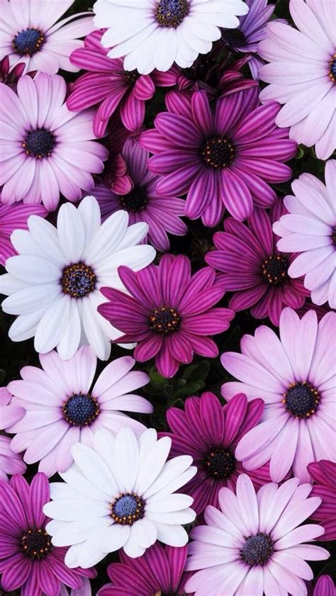 Flor Morada Purple Wallpaper Trendy Flowers Flower Wallpaper