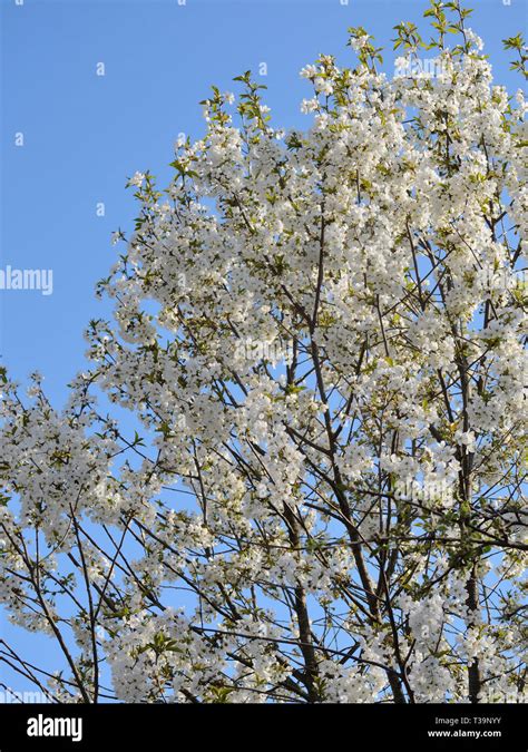 Sour Cherry In Bloom Flowering Prunus Cerasus Tree Stock Photo Alamy