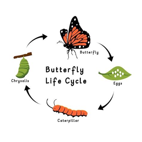 Premium Vector | Butterfly life cycle