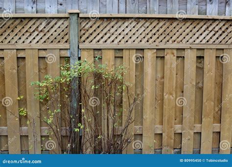 Empty Backyard Board Wooden Fence With Green Shrub Stock Photo Image