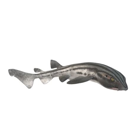 Swimming Shark Illustration 27257672 Png