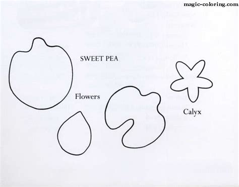 Magic Coloring Sweet Pea Flower Template