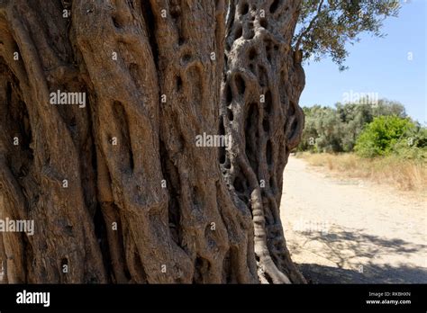 The Broad And Twisted Trunk Of An Ancient And Glorious Olive Tree