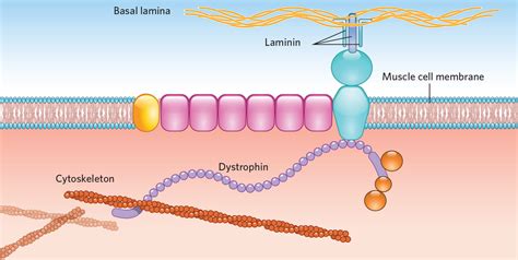 Infographic: Treating Duchenne Muscular Dystrophy with CRISPR | The ...