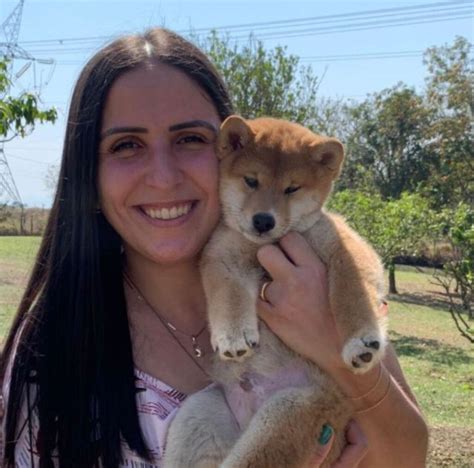 Shiba Inu Canil Koji Nosso Canil é especializado em superar expectativas