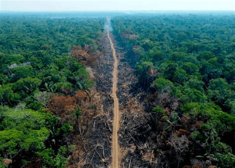 Brasil destina fondos para combatir la deforestación en Amazonia TN8 tv