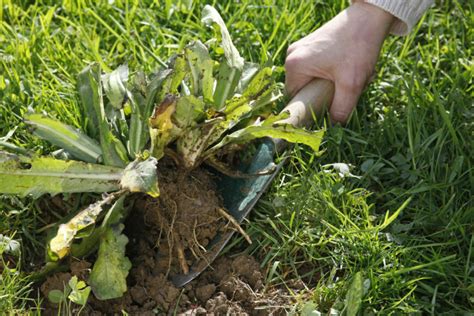 Identifier Et Liminer Plantes Adventices Au Jardin