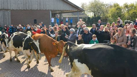 Koeien Voor Het Eerst Naar Buiten Bij Vanelly Video Barneveldse