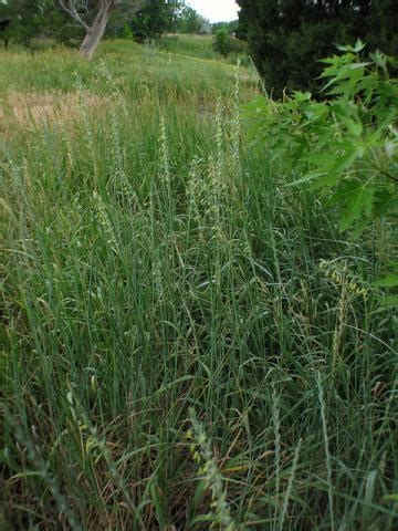 Image for Western Wheatgrass | State Symbols USA