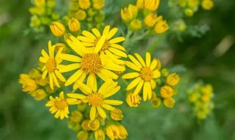 Las Flores M S Bellas Y Venenosas De La Tierra Metalli Rari