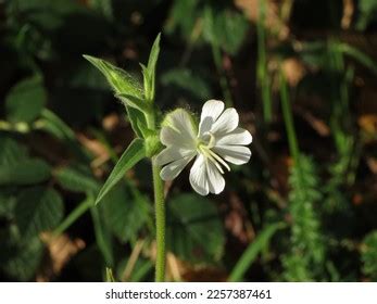 Silene Latifolia Subsp Alba Images Stock Photos Vectors